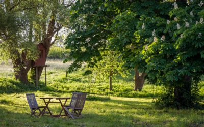 Een schaduwrijke en groene tuin creëren