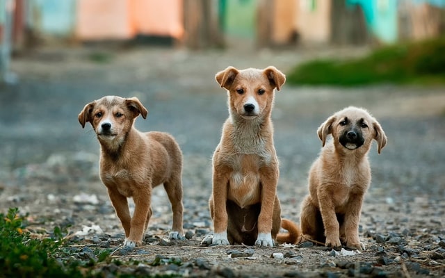 Een hond adopteren uit het buitenland